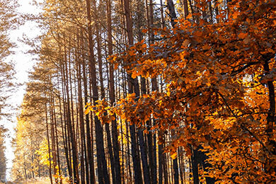 开云官网-戴维斯杯鏖战温网，梅德韦杰夫状态火热