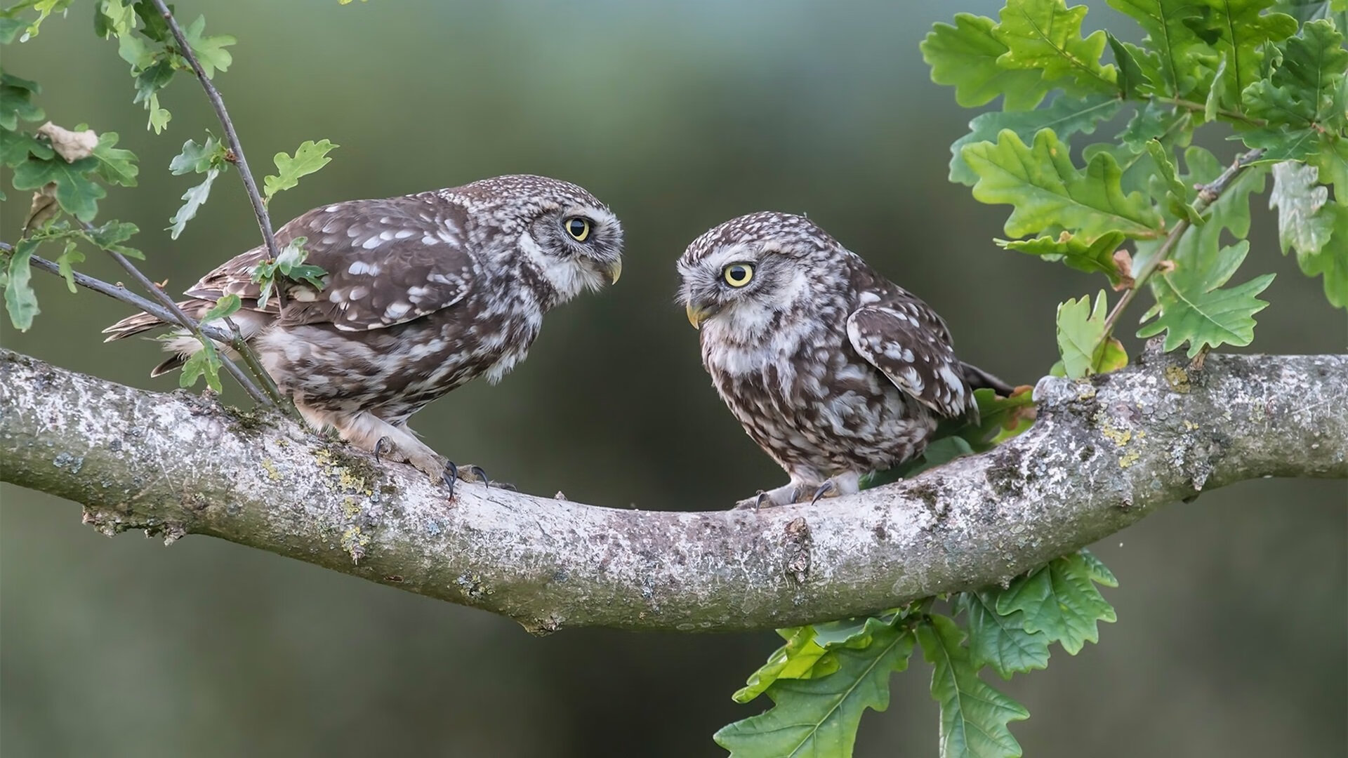 这一夜，巴西火焰点燃了德国战车，马丁内利补时绝杀震惊全场
